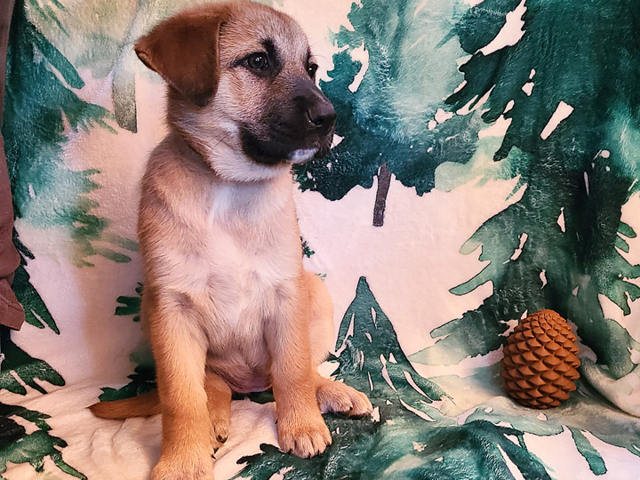 chinook puppy